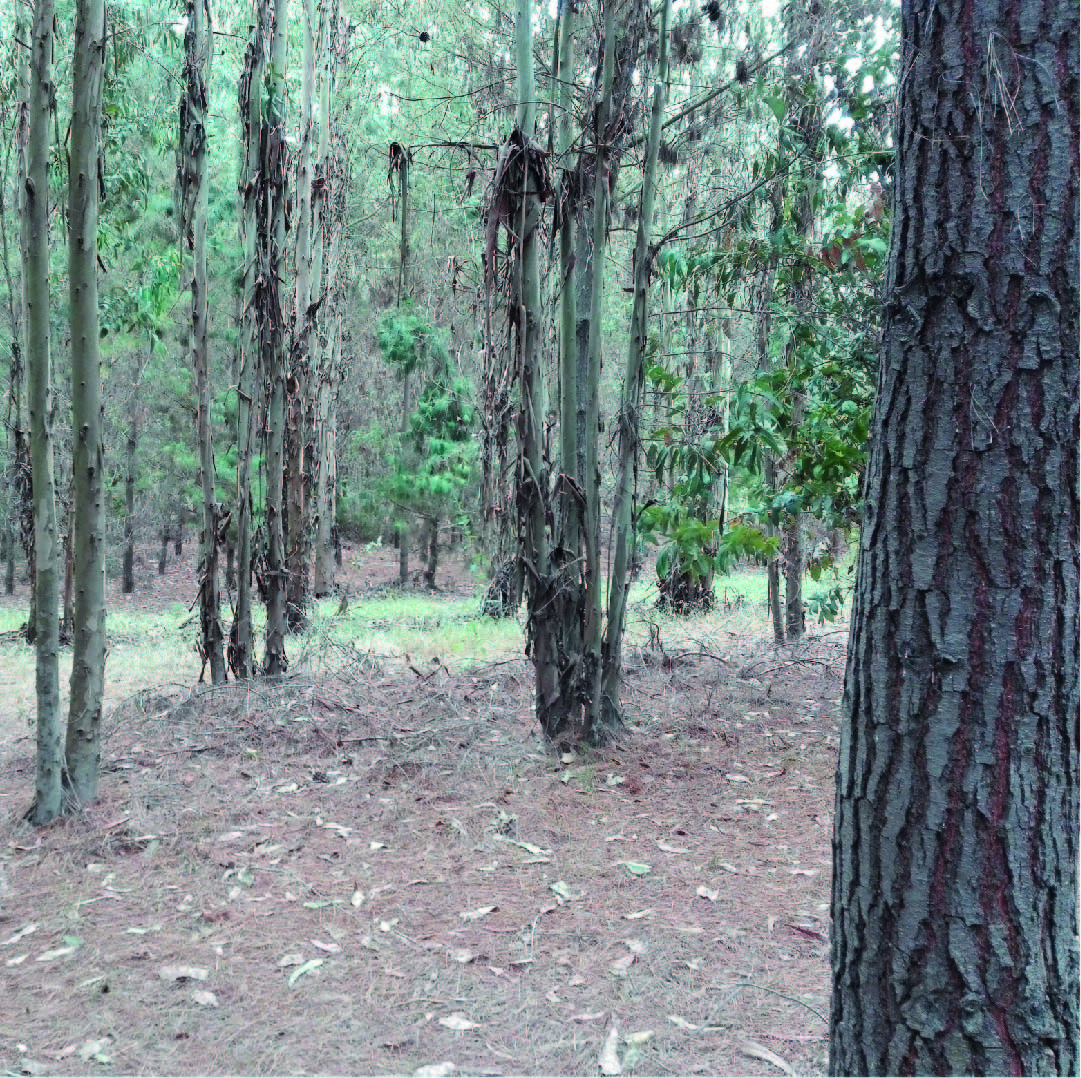 alificaciones de Terrenos 